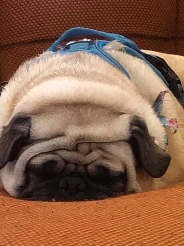 /images/uploads/pug nation rescue of los angeles/pugnation2020/entries/11032thumb.jpg
